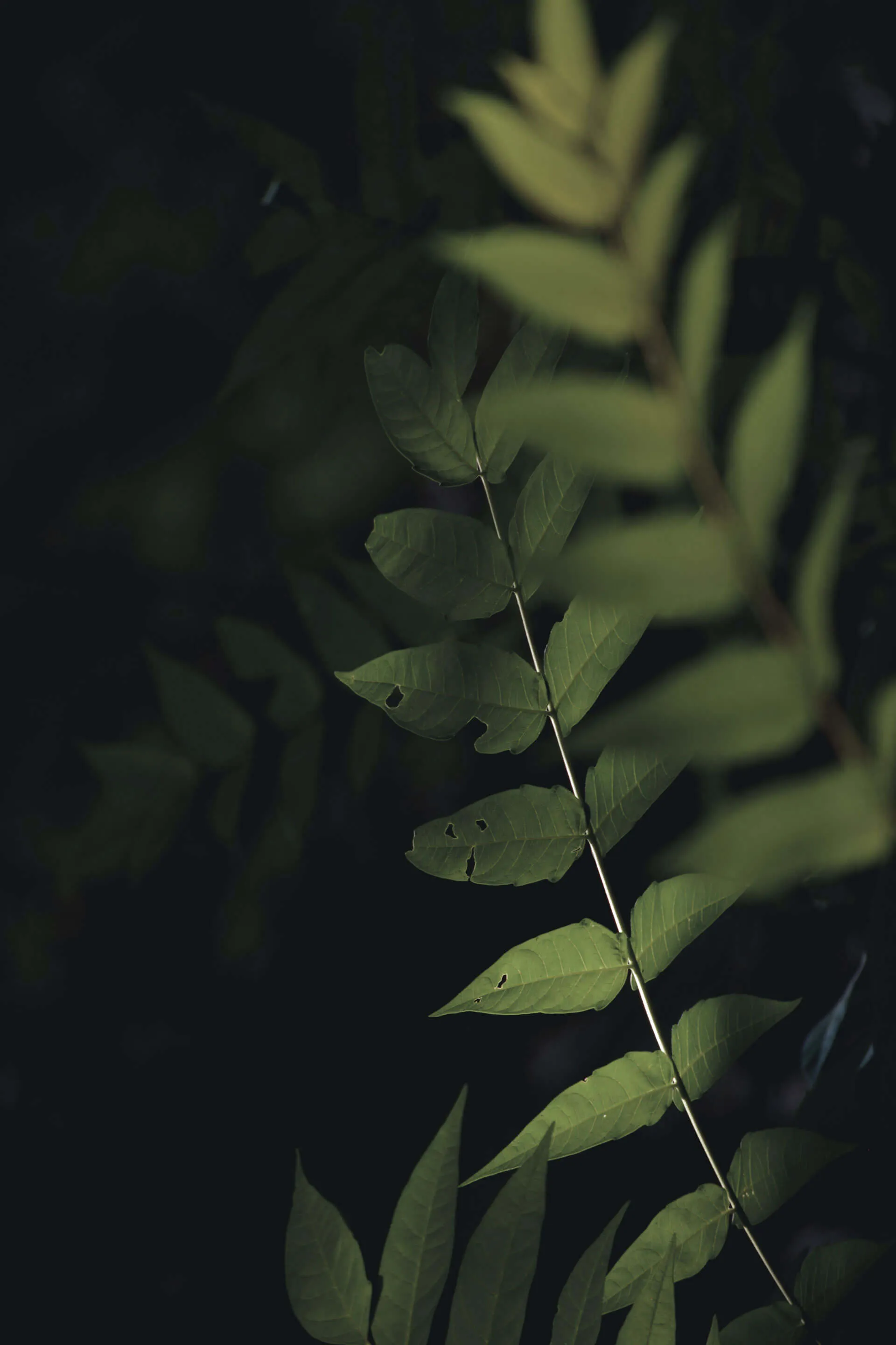 Close-up of green leaves on a dark background, showcasing vibrant shades of green and intricate details.