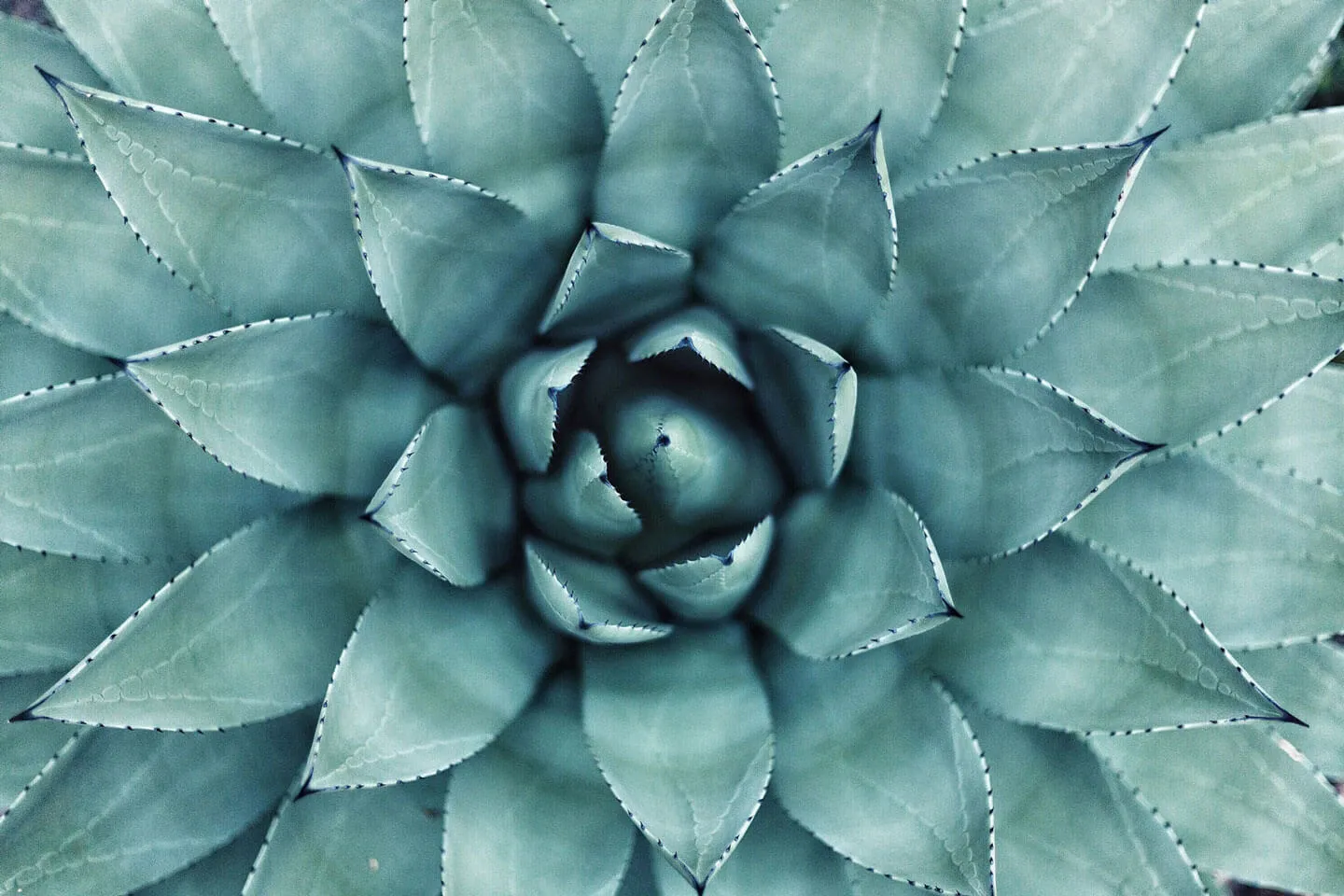 Detailed view of a green plant with multiple leaves.
