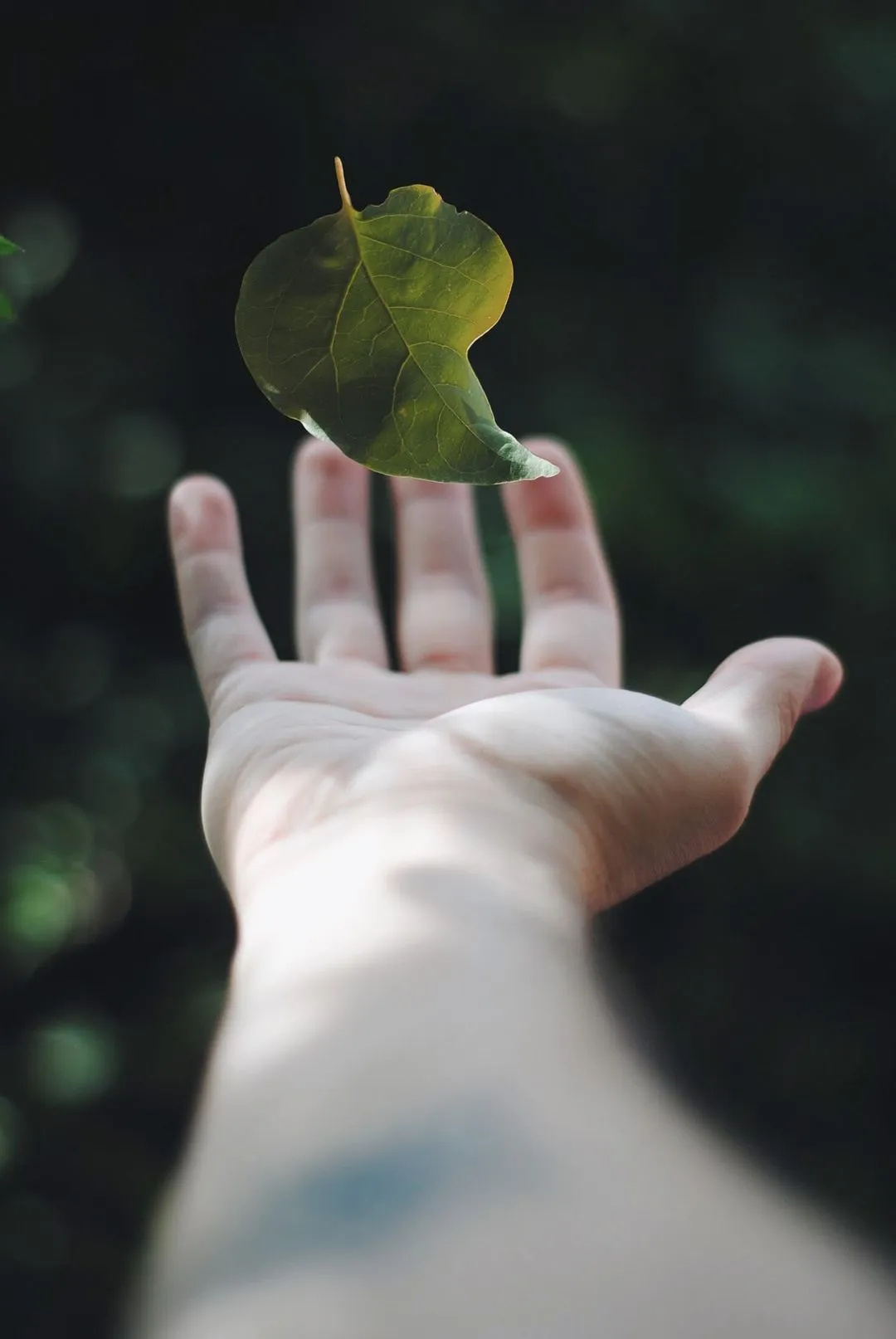 Hand outstretched with a leaf in the palm.
