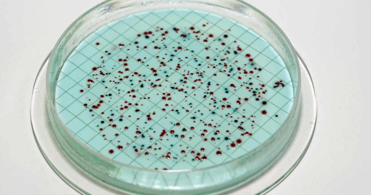 Coliform in a petri dish
