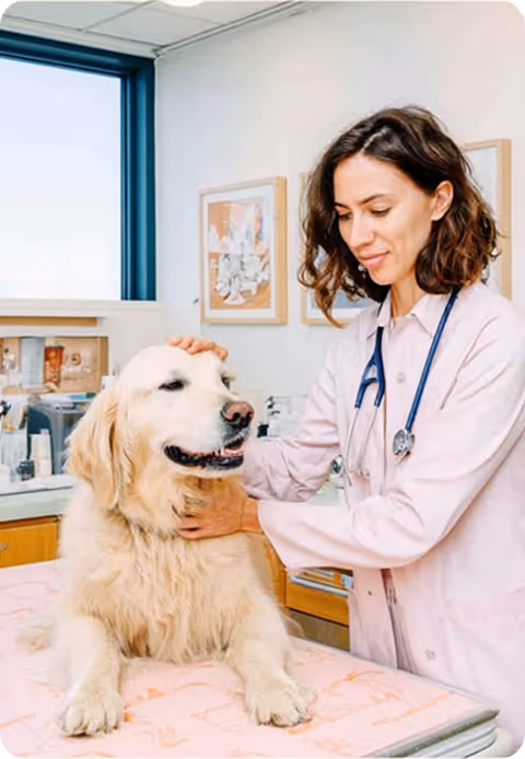 Vétérinaire avec un labrador