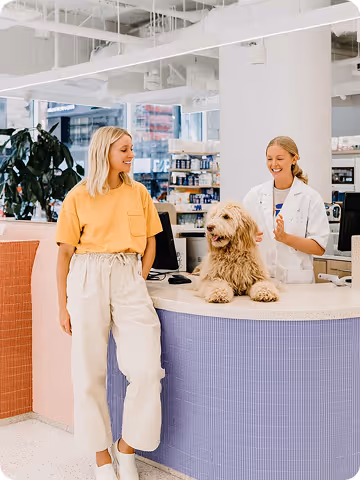 Oscultation d'un chien