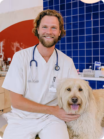 Un vétérinaire avec un chien