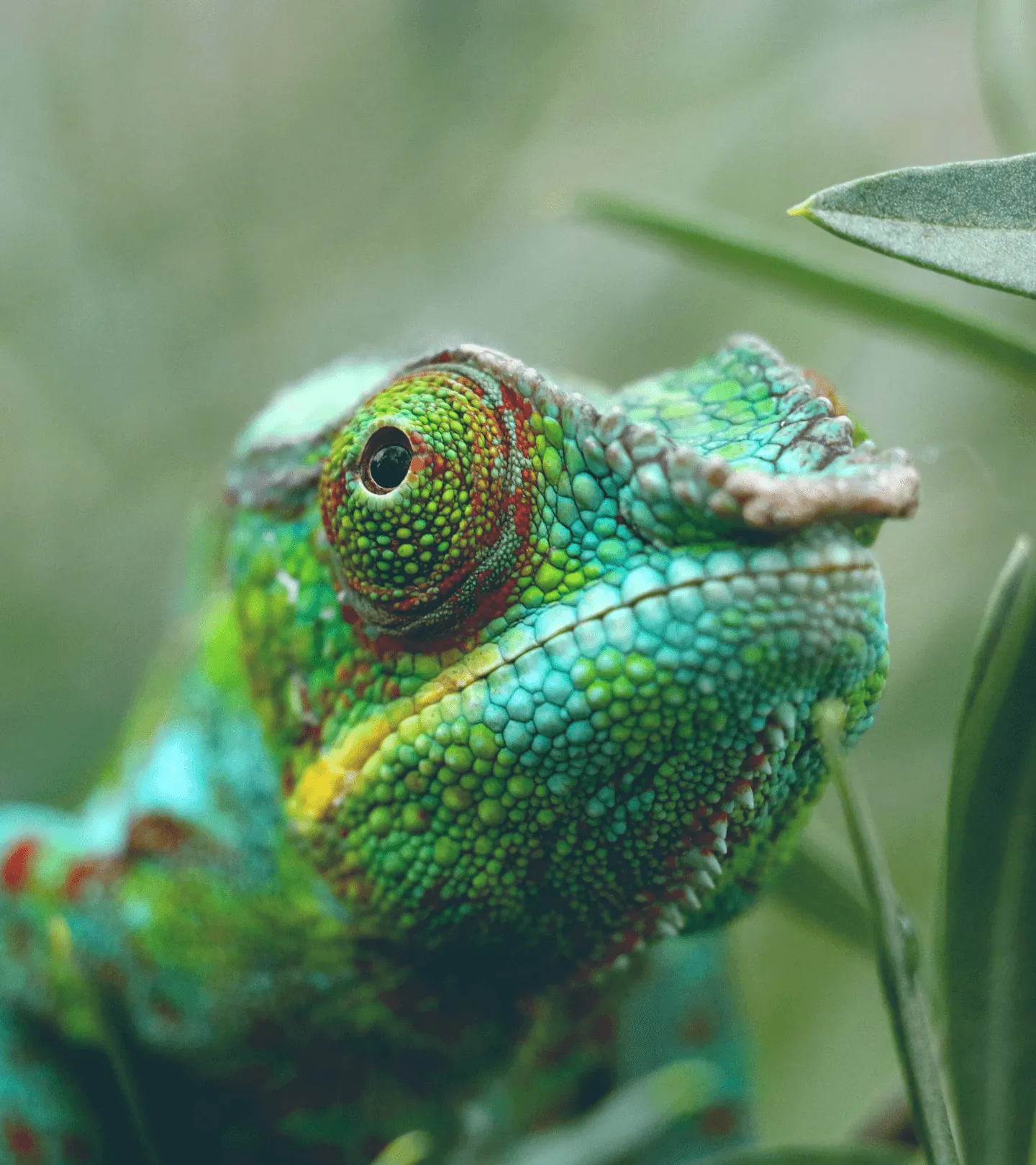 Close-up of a vibrant green chameleon with textured scales and a focused eye surrounded by leaves.