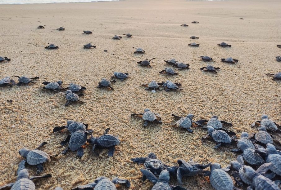 Crías de tortuga avanzando por la arena hacia el mar cerca de Todos Santos