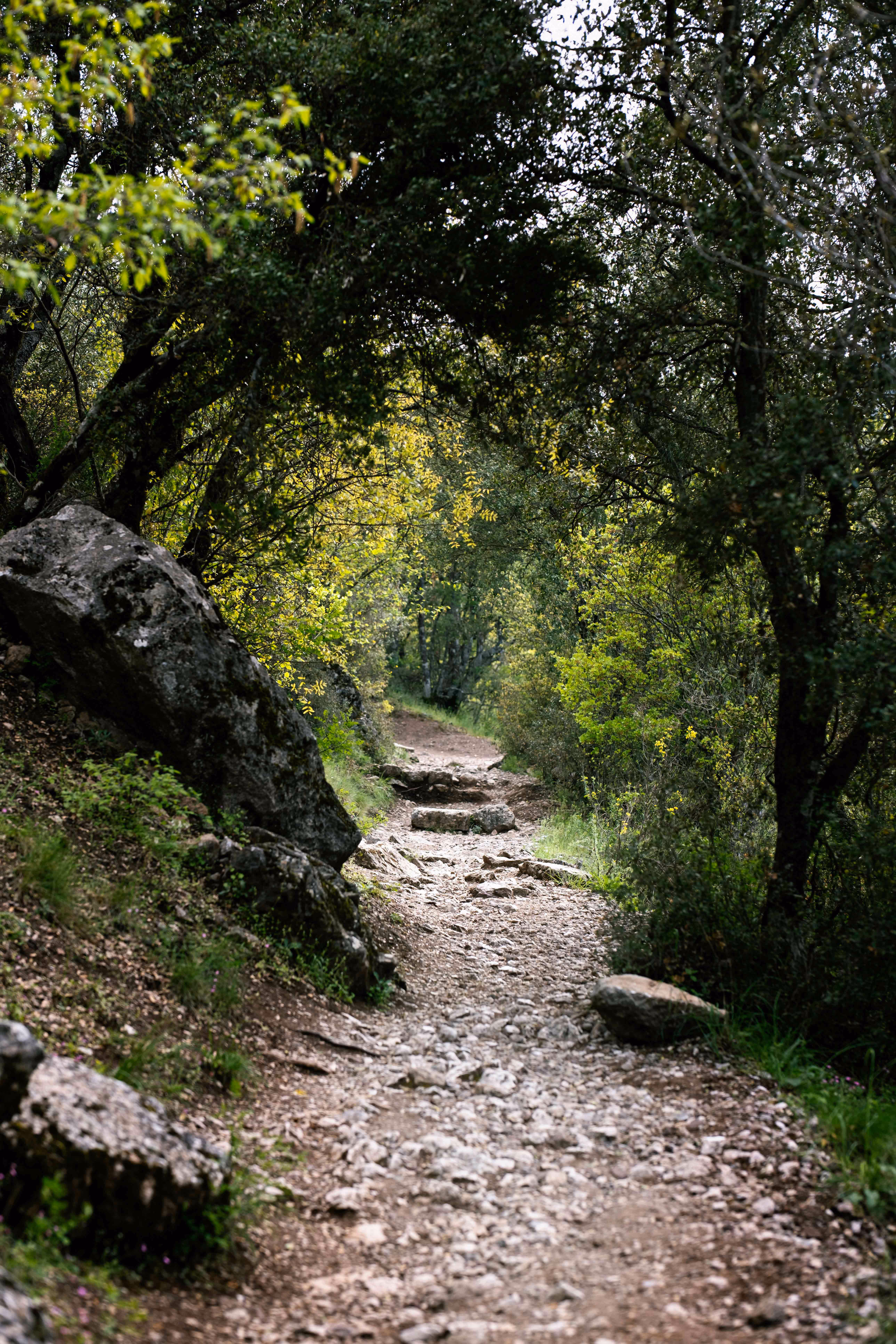 Rocky forest hiking trail surrounded by dense green trees and bushes.