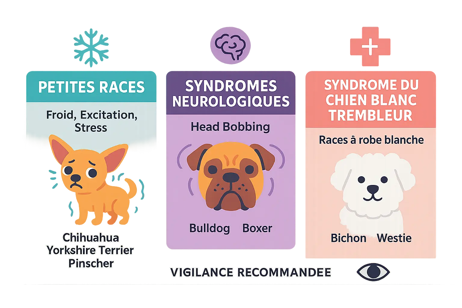 Illustration des races de chiens sujettes aux tremblements