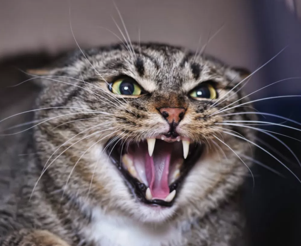 travailler avec des animaux agressifs