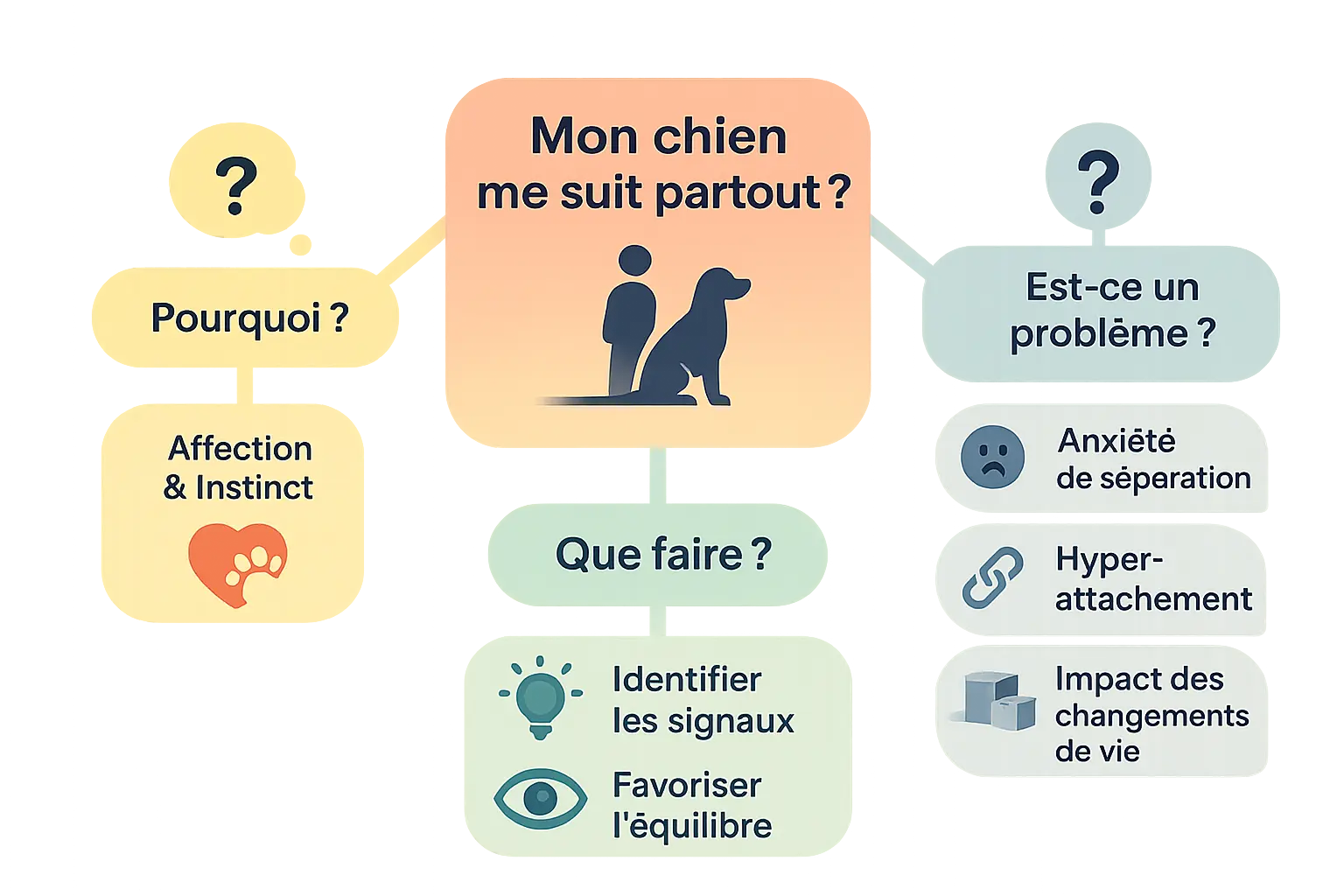 Infographie sur les raisons pour lesquelles un chien suit son maître