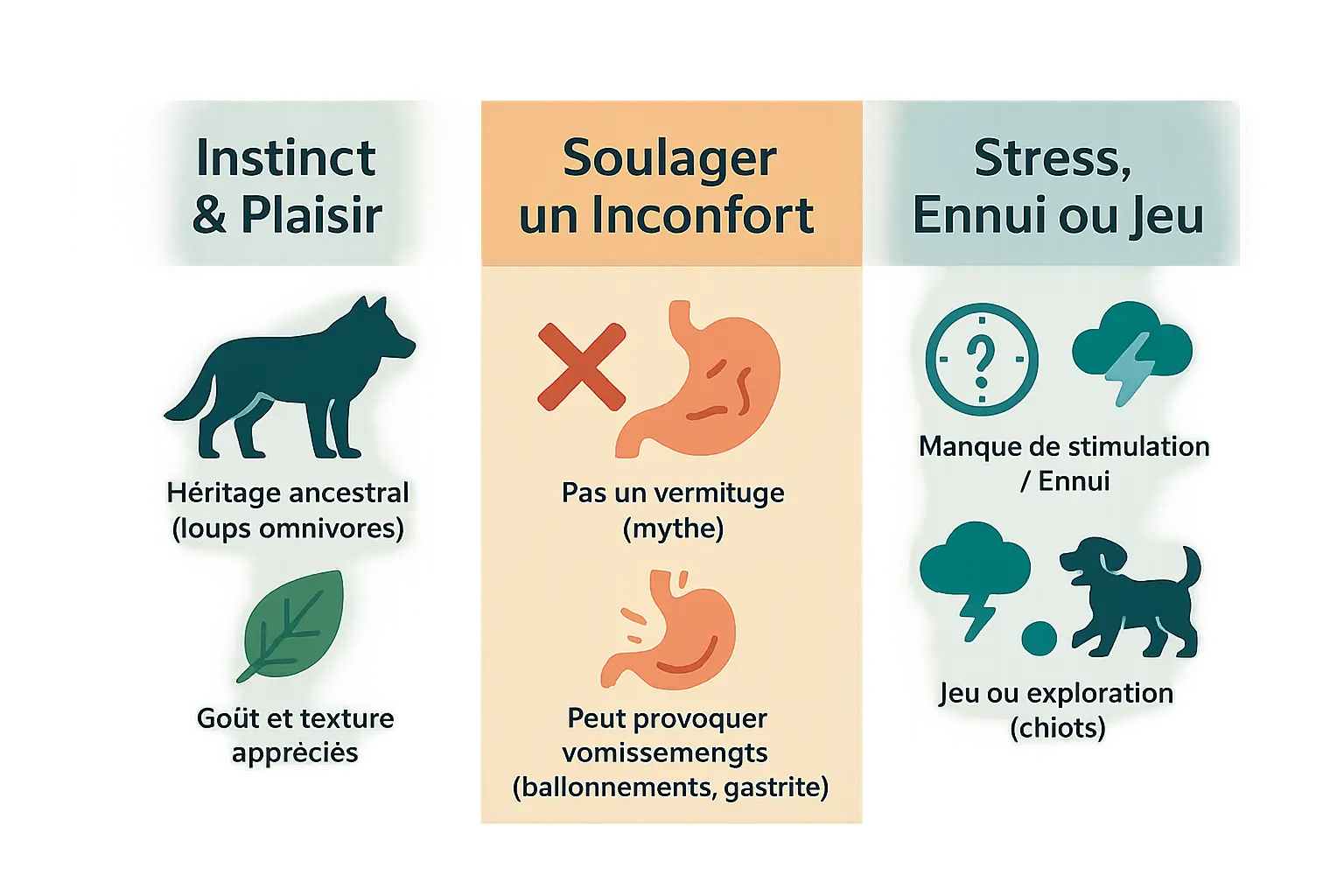 Chien mangeant de l'herbe