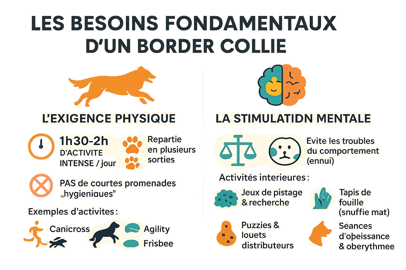 Border Collie en activité physique et mentale