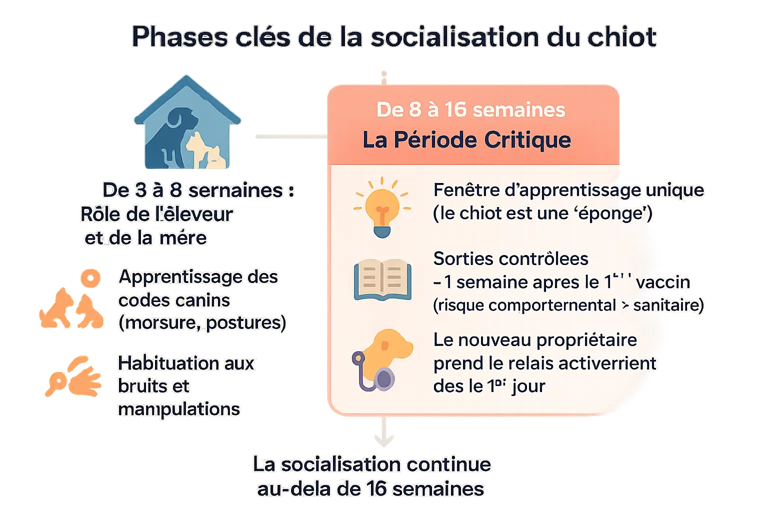 Phases clés de la socialisation d'un chiot