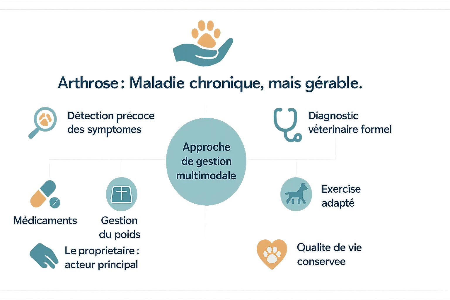 Chien âgé se reposant sur un coussin orthopédique