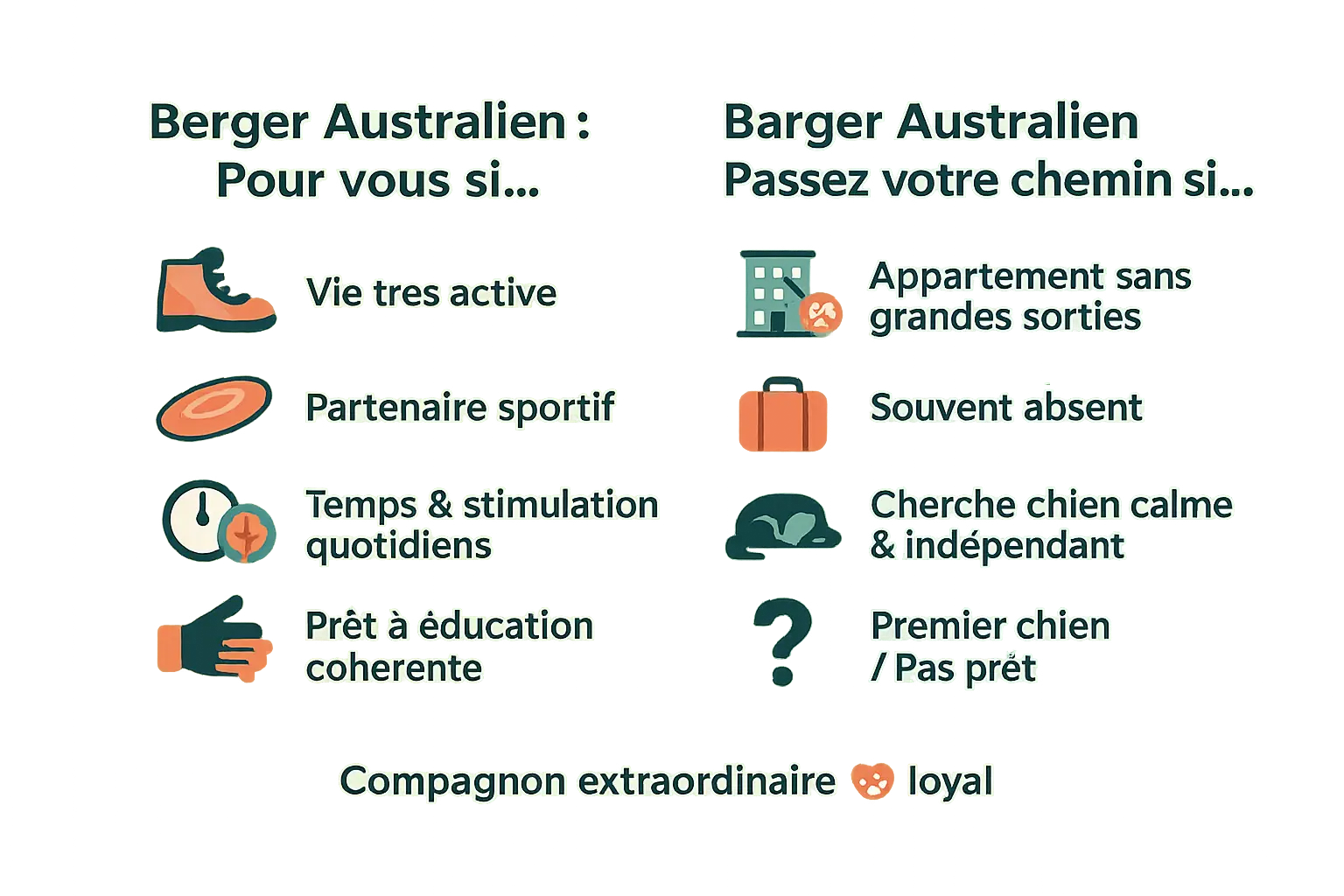 Berger australien en pleine activité extérieure