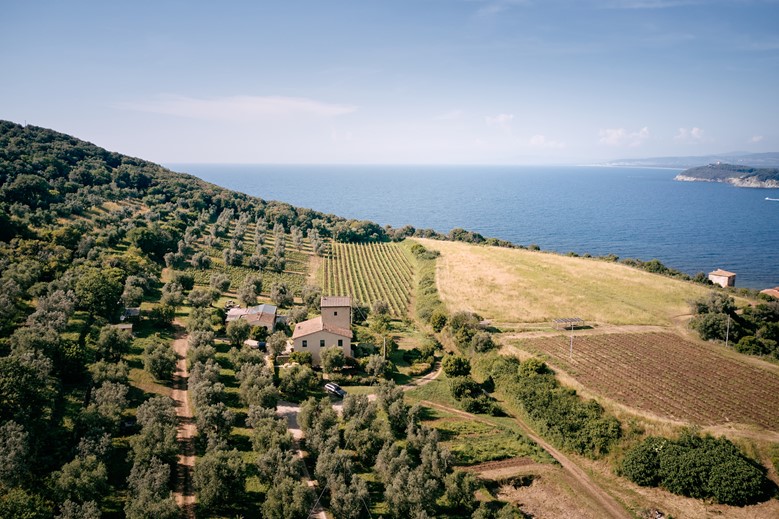 A panoramic view of Baratti's vineyards and coastline