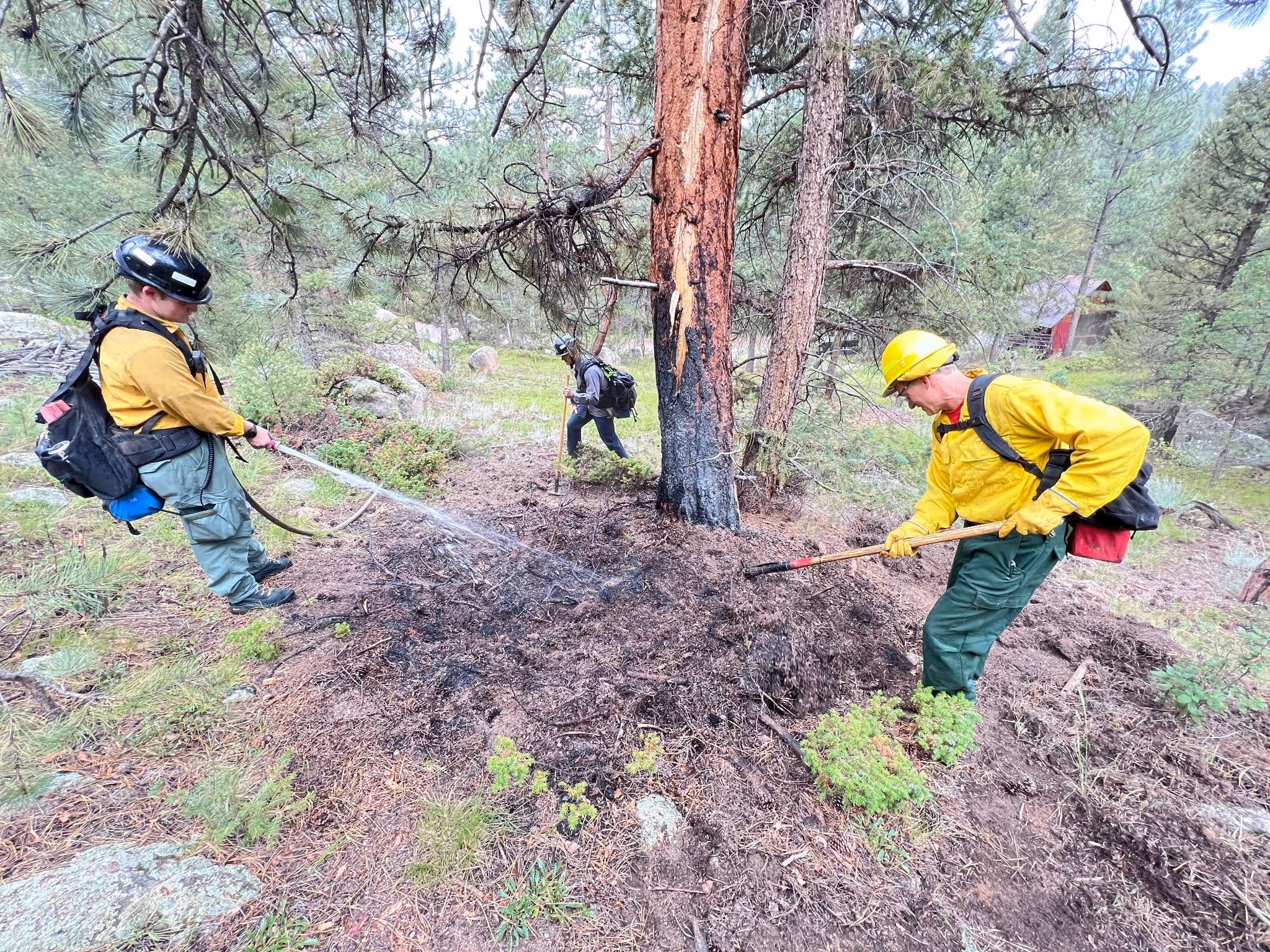 Firefighters extinguishing smoldering ground and tree roots in a forest during wildland fire mop-up operations.