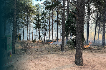 Firefighters conducting a controlled burn in a pine forest to reduce wildfire risk.