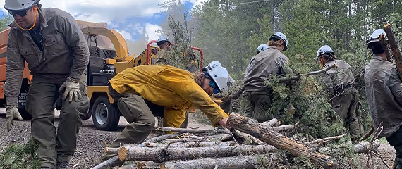 Fire mitigation crew clearing and processing logs for chipping along a mountain road.