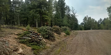 Piles of cleared tree branches and logs stacked along a forest roadside.