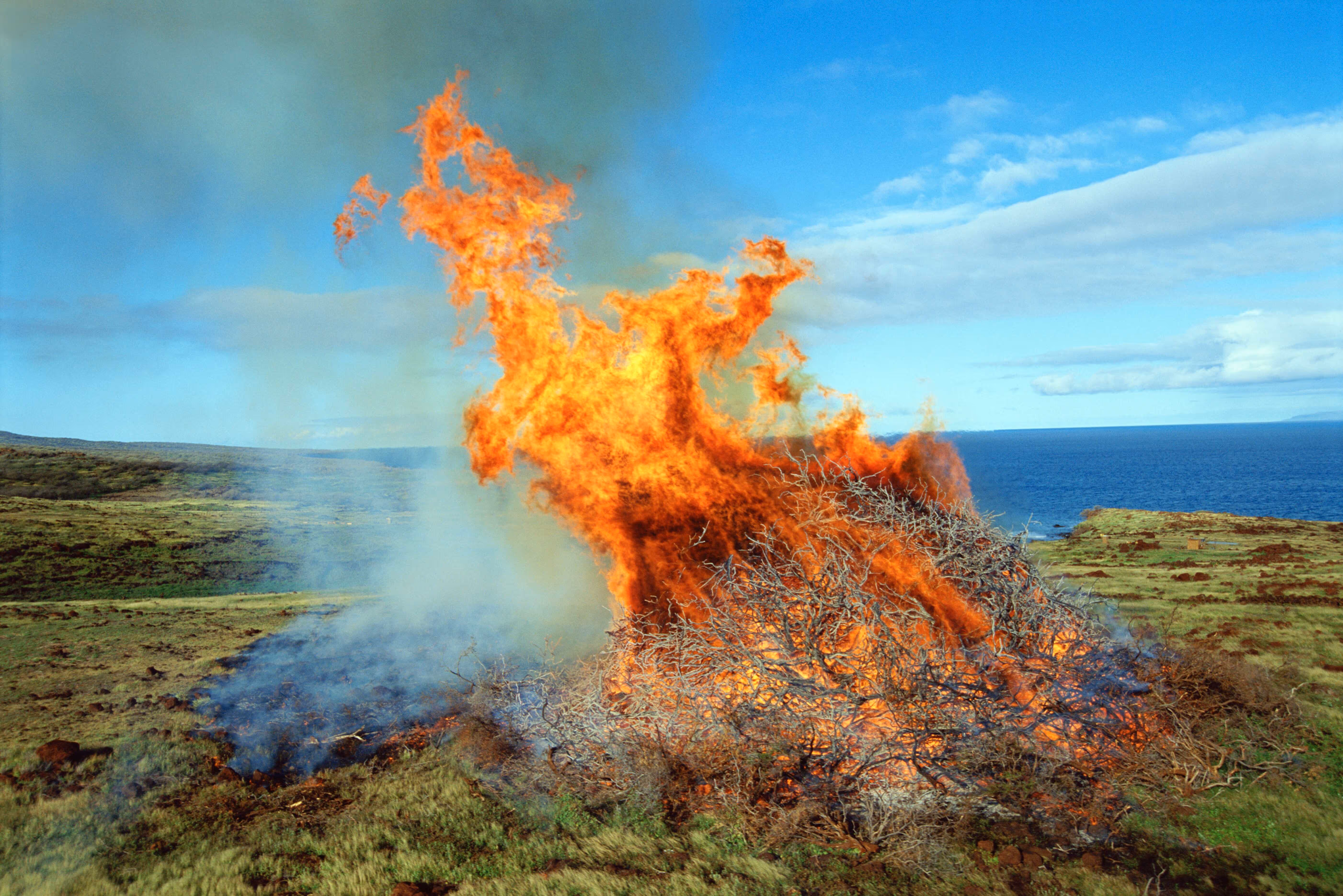 Large brush pile burning in an open field near the ocean during a controlled fire.