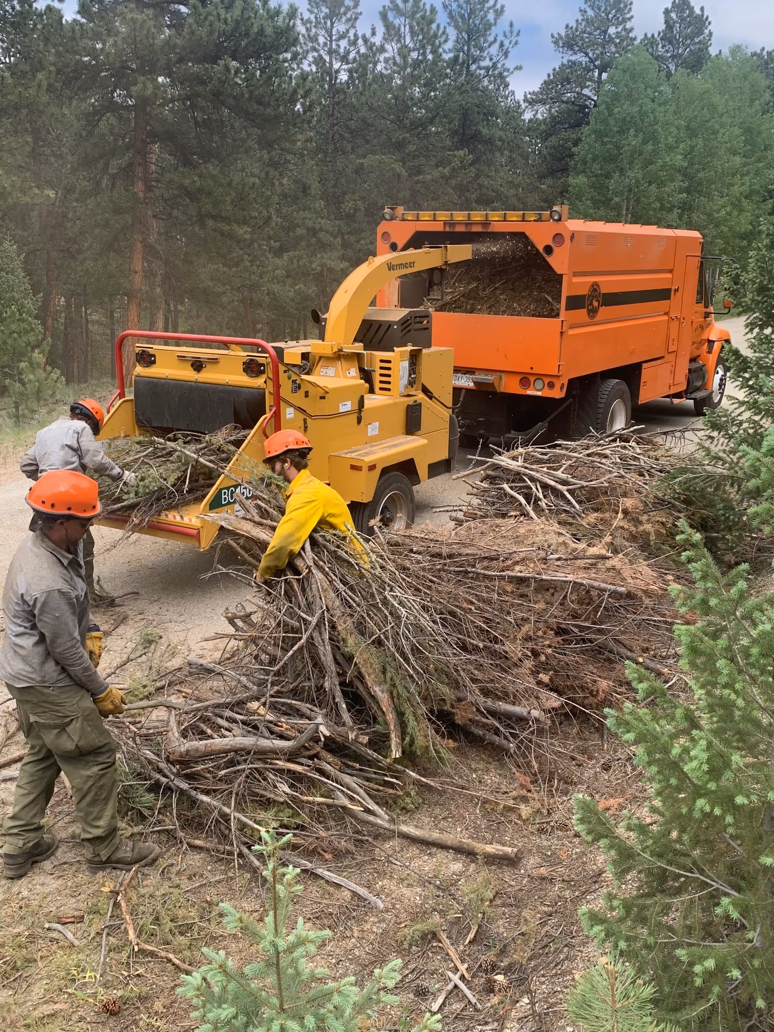Fire mitigation crew feeding branches into a large orange wood chipper on a forest road.