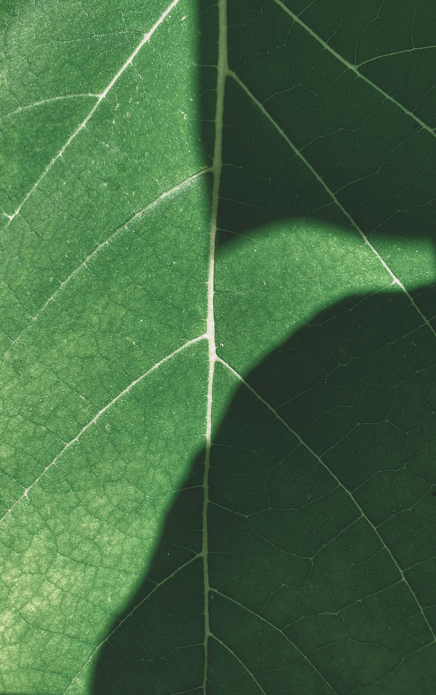 Frame 1171277095