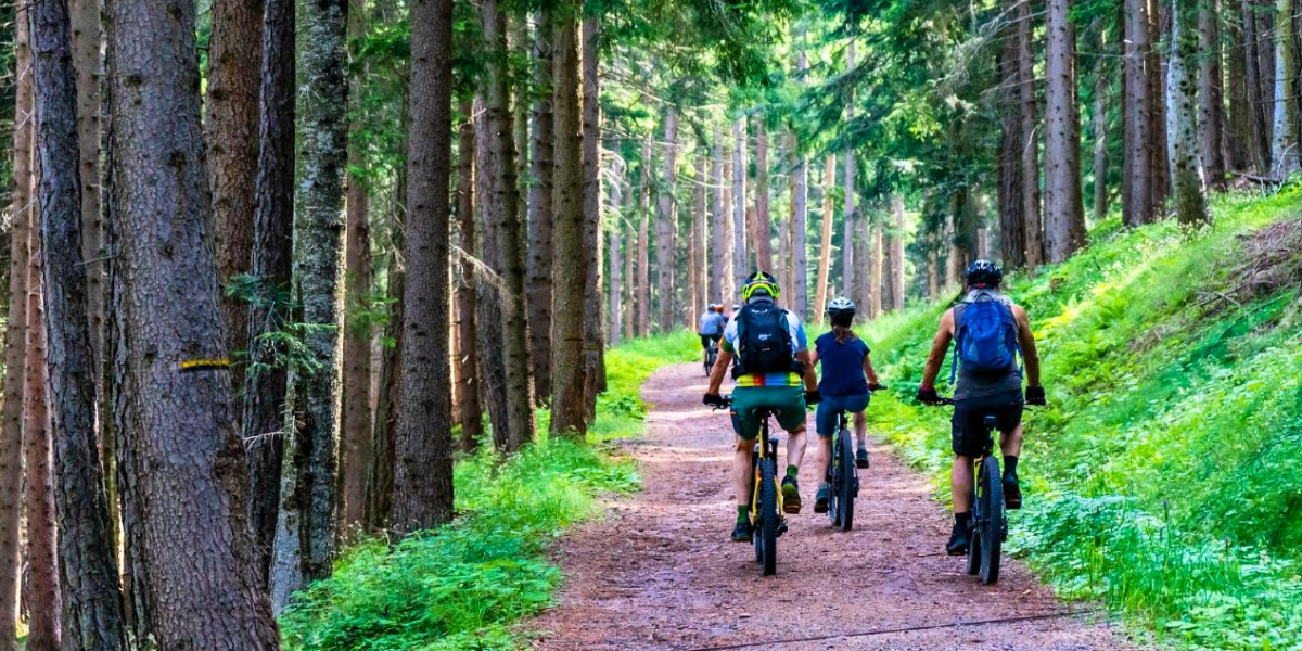 Three cyclists riding mountain bikes on a forest trail surrounded by tall trees and green foliage.