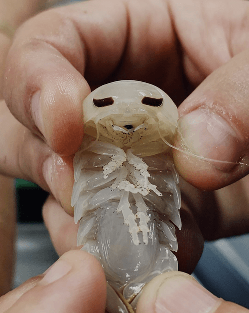 Photos by Sasha Arutyunova, commissioned by Kiron Heriot-Darragh for Apple.A marine scientist holding a specimen from the deep sea after returning from an expedition on the OceanX vessel.