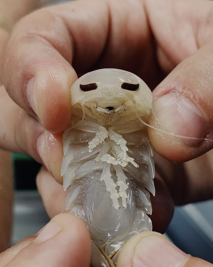 Photos by Sasha Arutyunova, commissioned by Kiron Heriot-Darragh for Apple.A marine scientist holding a specimen from the deep sea after returning from an expedition on the OceanX vessel.