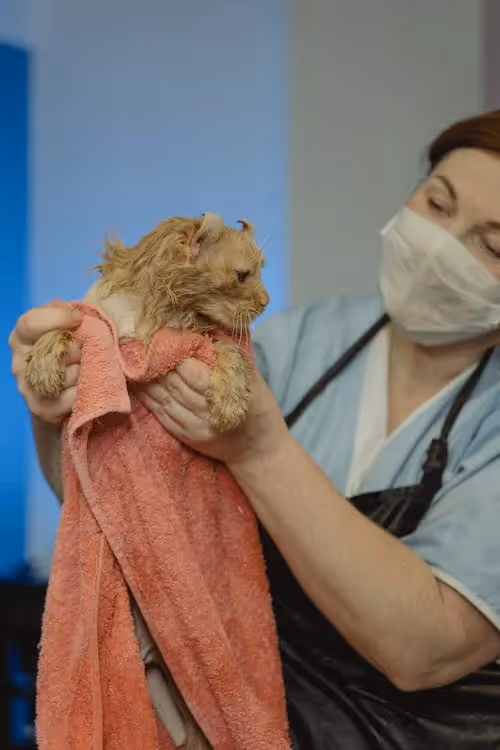Southeast Asia Pet Care Market