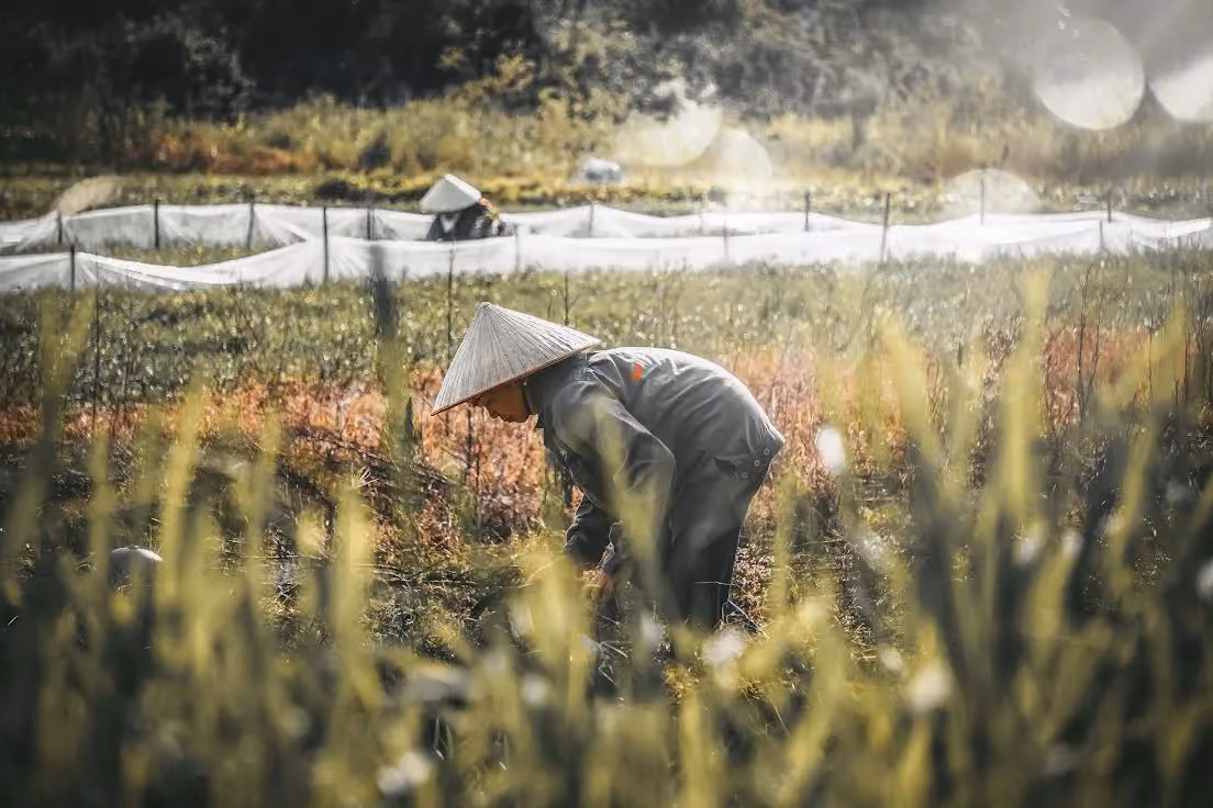 The M&A moment for Vietnamese agriculture