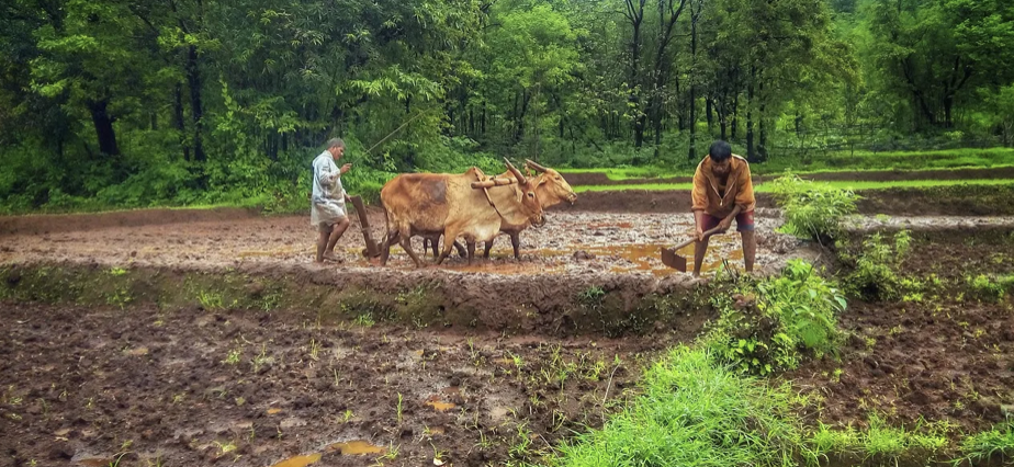 Strengthened Farmer Producer Organisations