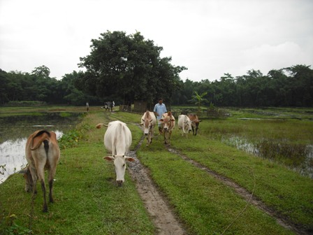 Hailakandi, Assam