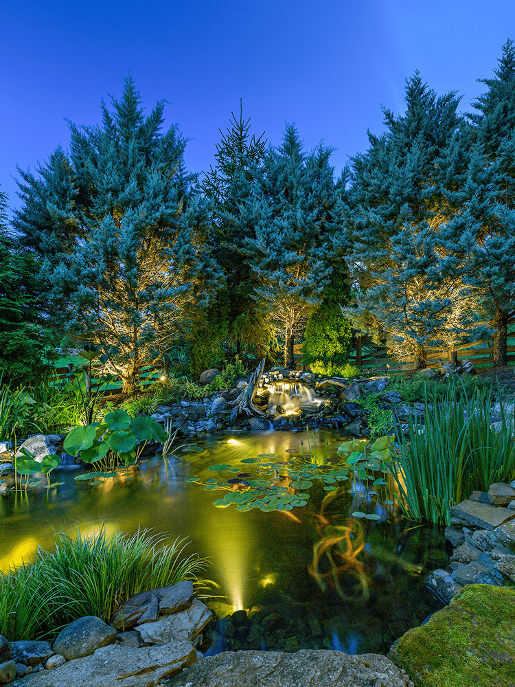 Pond at night, trees lit up.