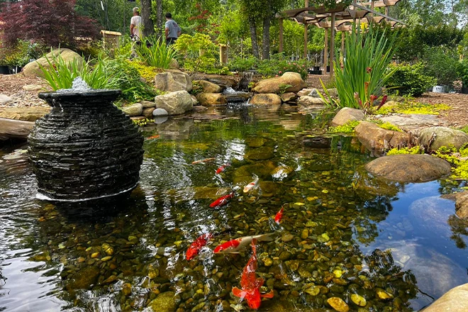 Fish and plants help control algae in this beautiful koi pond