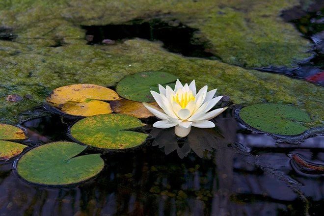 Floating green algae around a white water lily