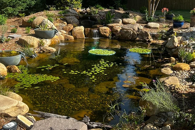 Incredible backyard pond with waterfall and spillway bowl and plants