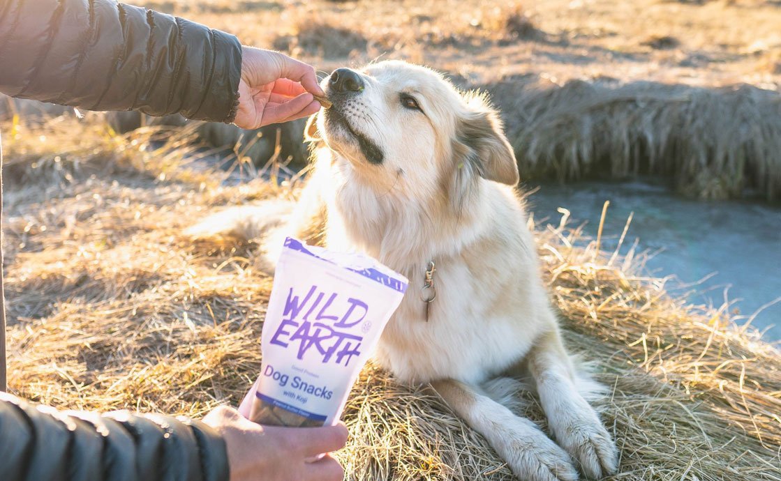 Startup companies: Wild Earth