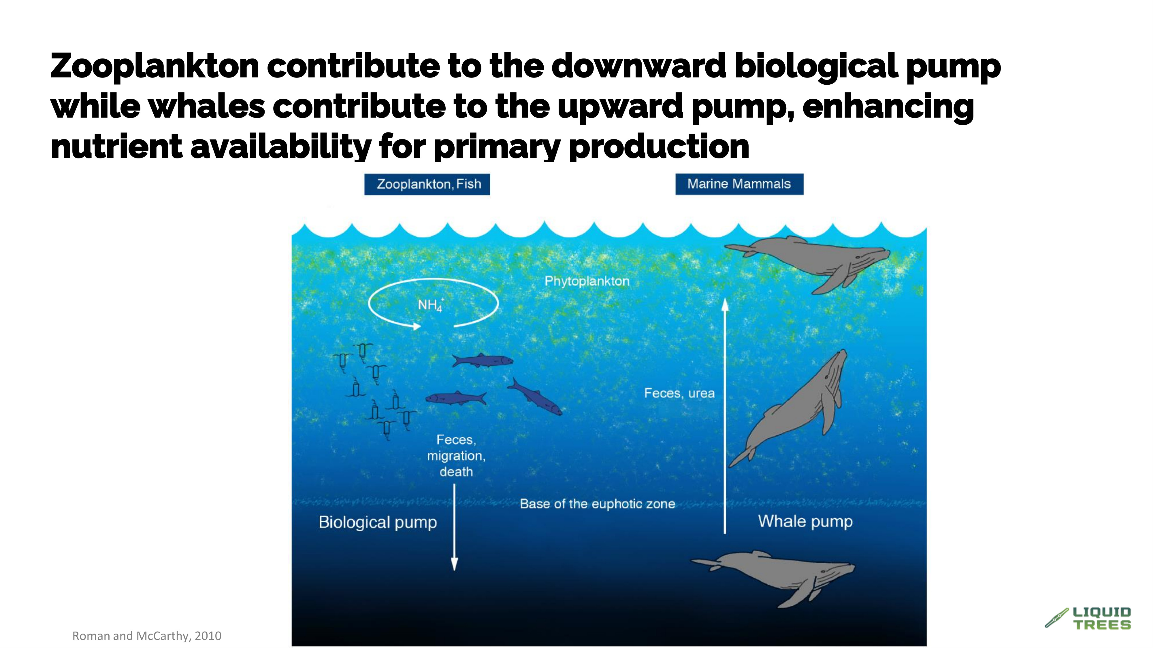 Upward vs downward biological pumps