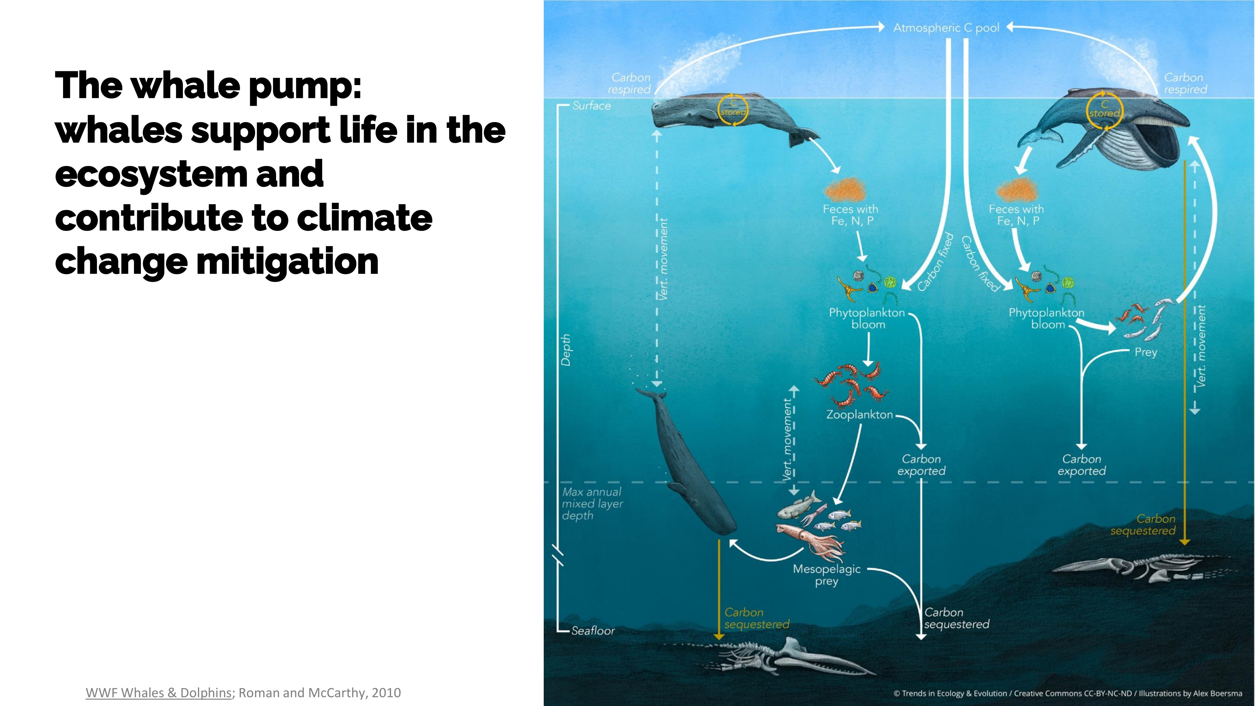 The whale pump concept — whales as ocean gardeners