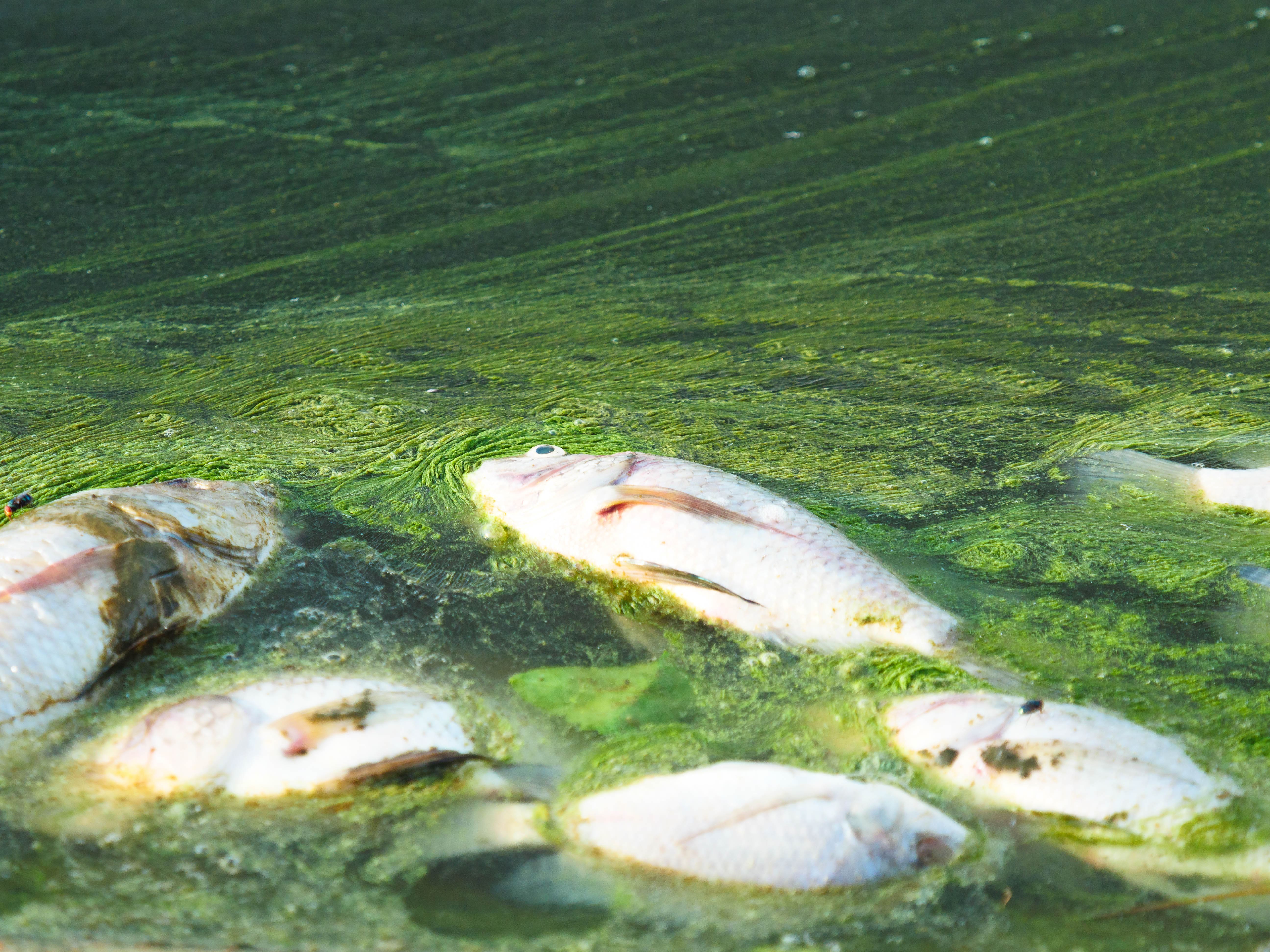 School of fish in open water