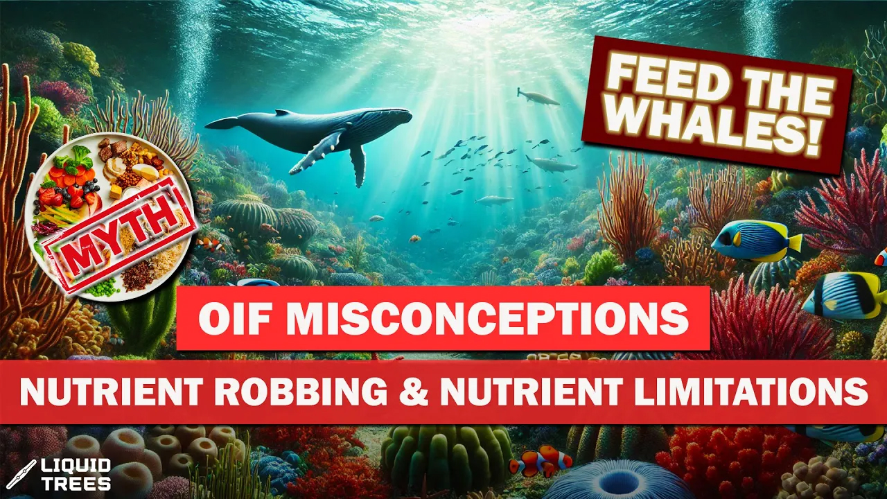 Ocean currents and nutrient patterns