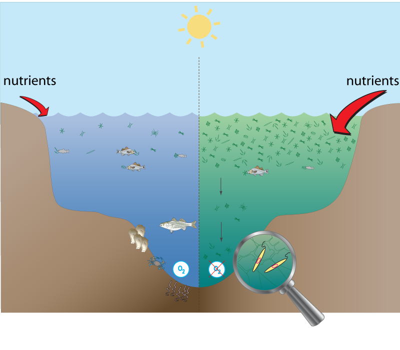 Diagram of a dead zone forming in an enclosed water body; open ocean is mixed and ventilated