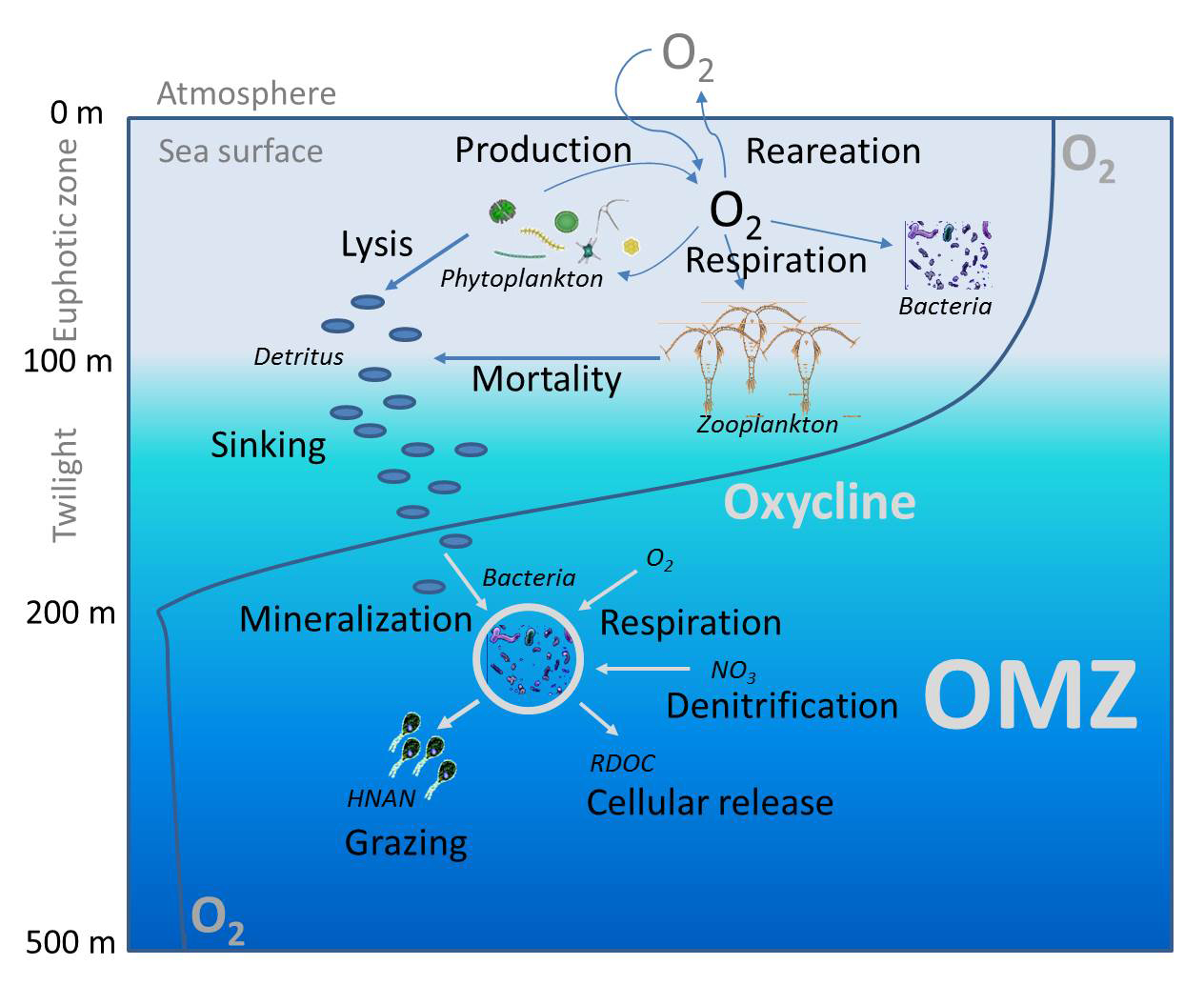 Key processes that shape oxygen minimum zones in the ocean
