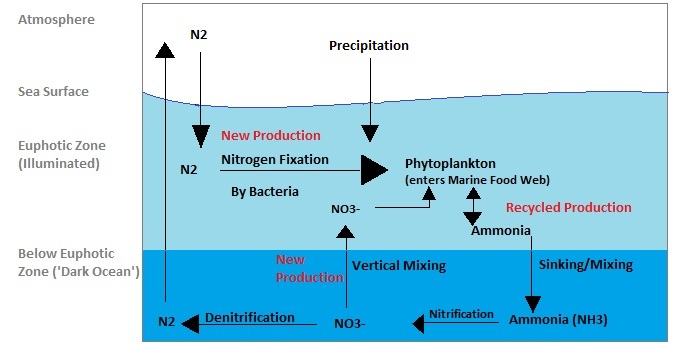 Marine nitrogen cycle schematic