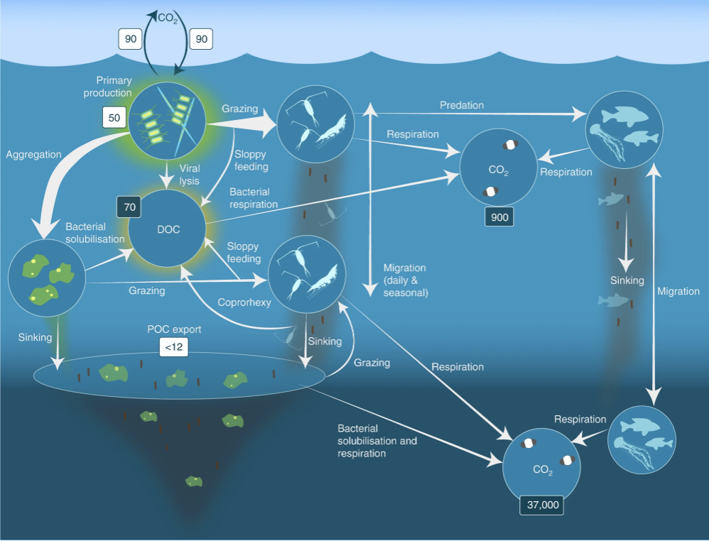 Importance of Antarctic krill in biogeochemical cycles