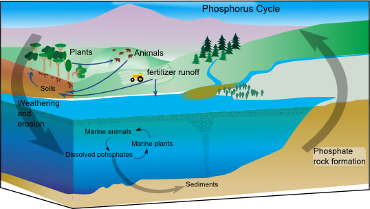 Phosphorus cycle schematic
