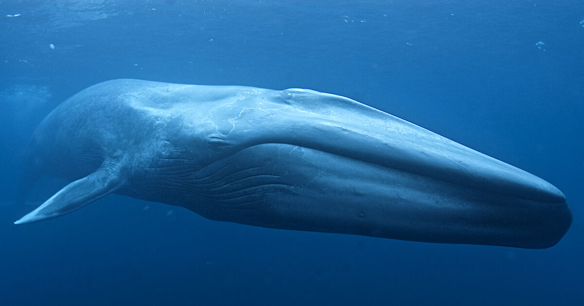 Antarctic blue whale surfacing in polar waters