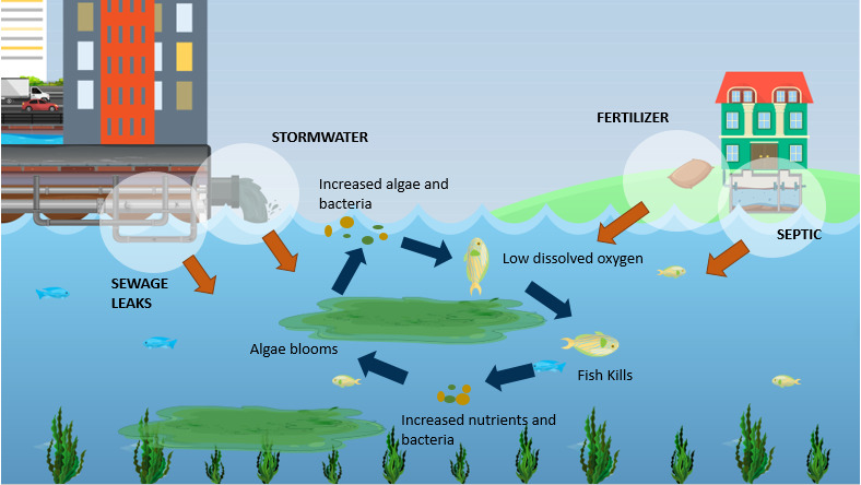Diagram showing processes involved with fish kills in eutrophic coastal waters