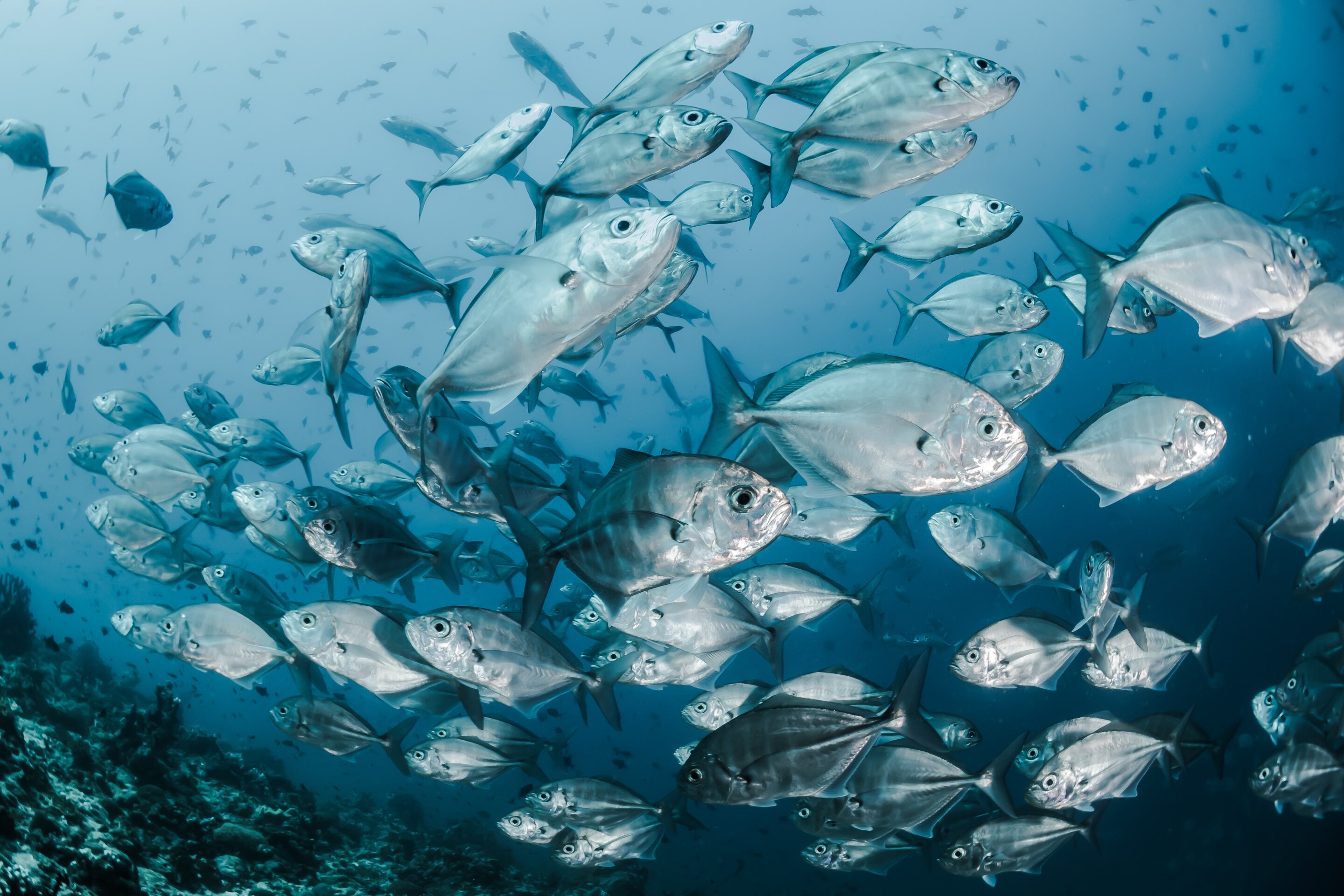 Thriving, healthy fish school in clear blue ocean waters
